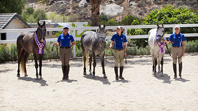 Shagya Arabians at inspection