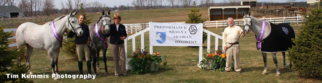 Line up of Award Winning Horses