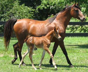 Shagya-Arabian Stallion Max