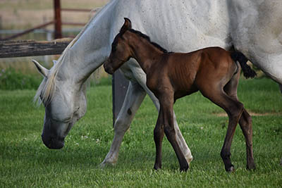 Shagya-Arabian Mare and Foal