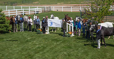 Shagya-Arabians with inspection awards