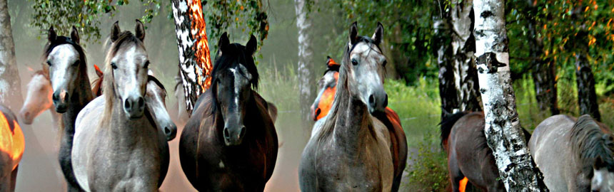 Shagya Arabian Horses