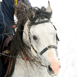 Shagya-Arabian Stallion Max