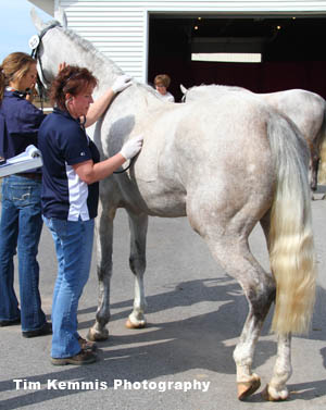 Shagya-Arabian at Veterinary Examination